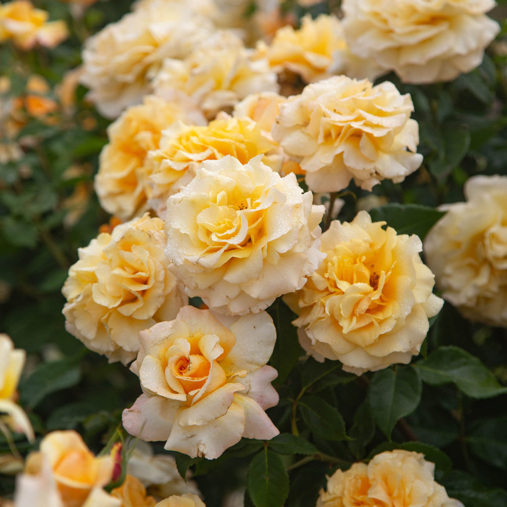 Eleganza® Sunny Sky