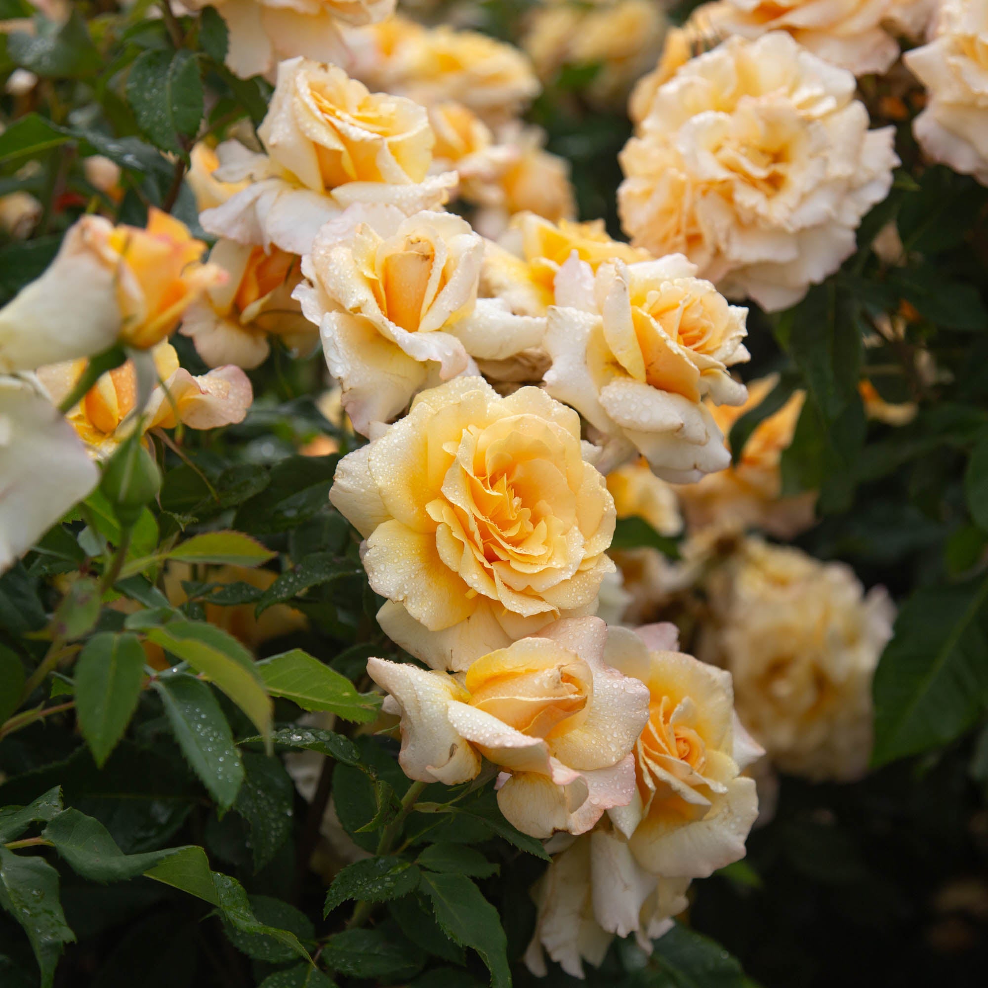 Eleganza® Sunny Sky