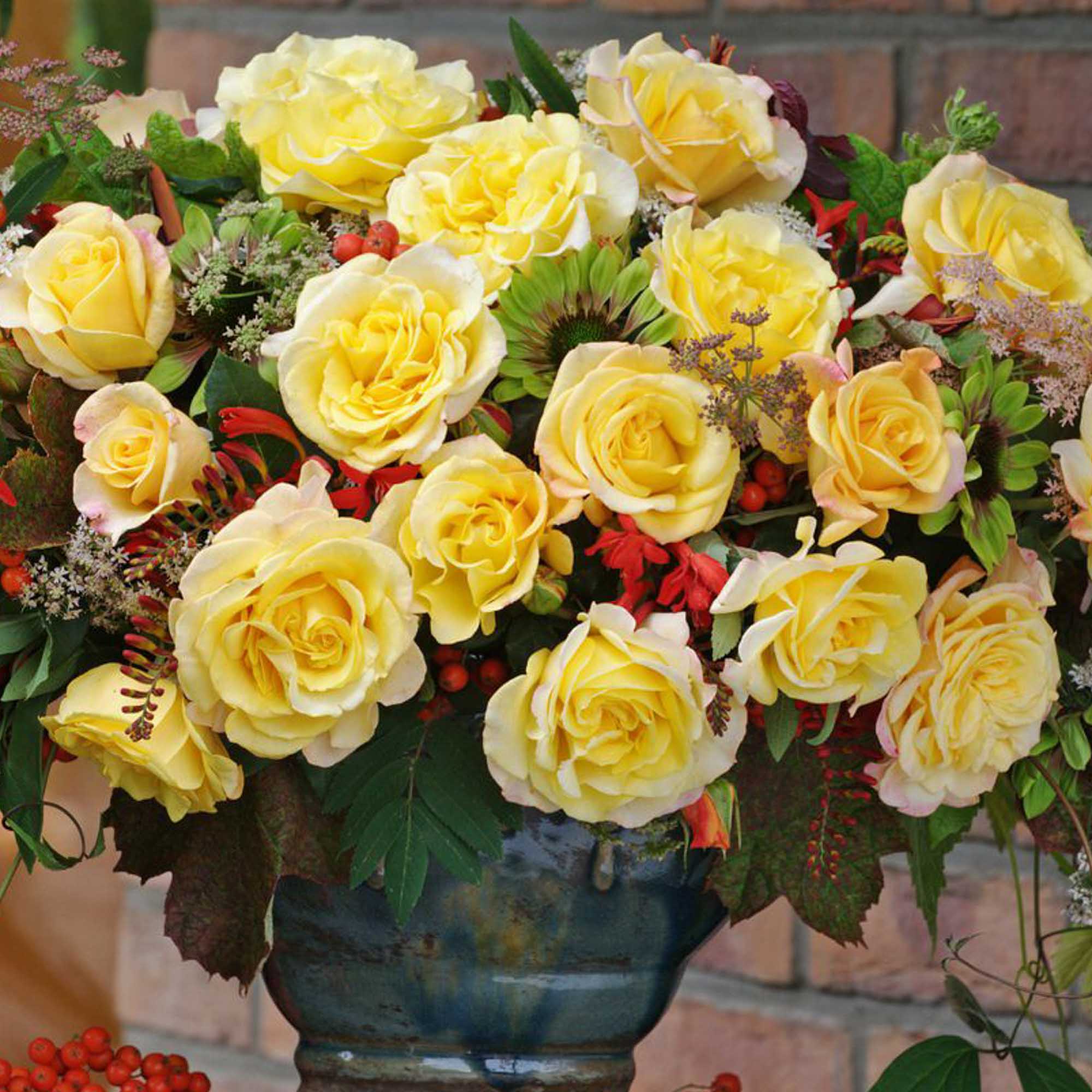 Eleganza® Sunny Sky