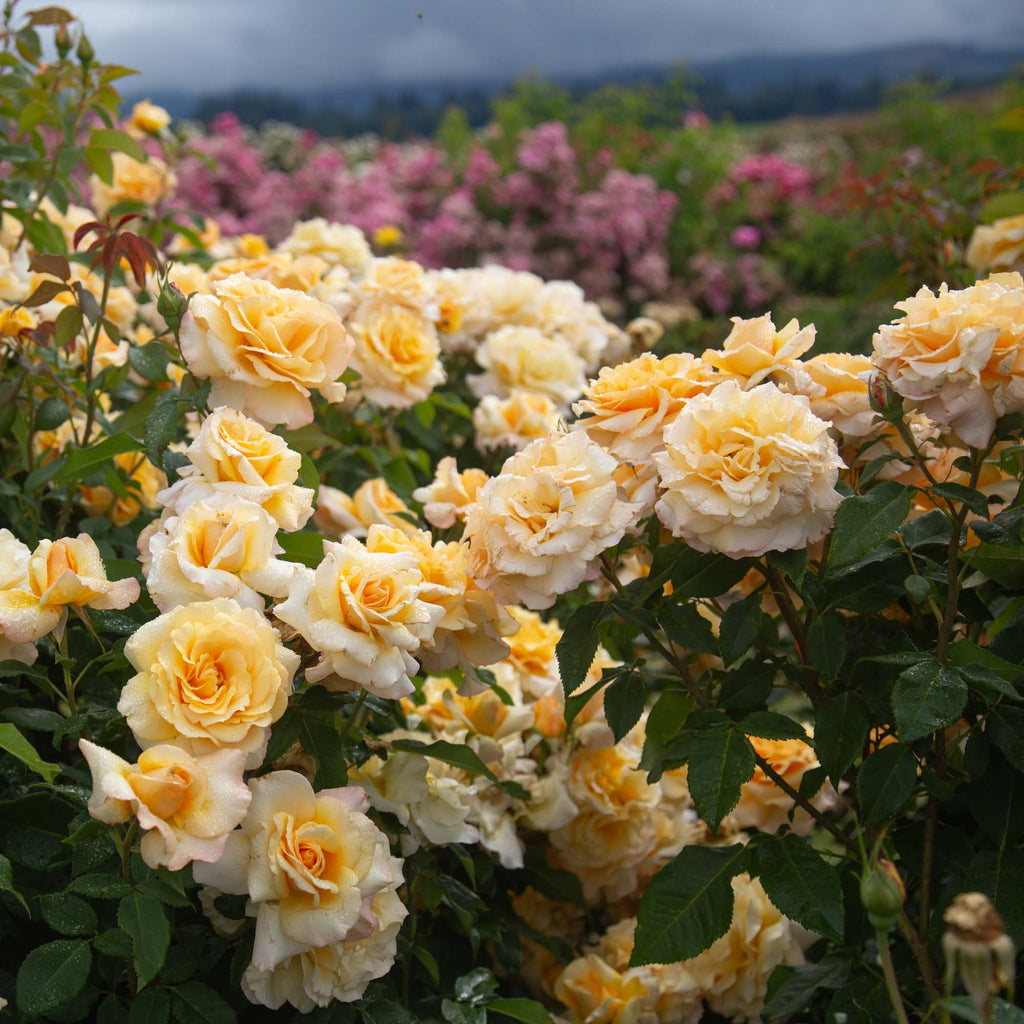 Eleganza® Sunny Sky