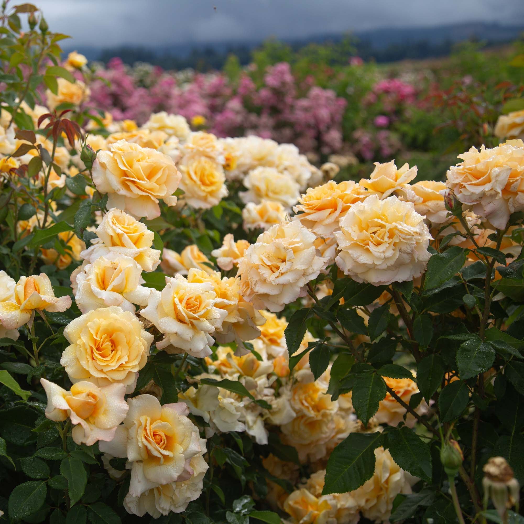 Eleganza® Sunny Sky