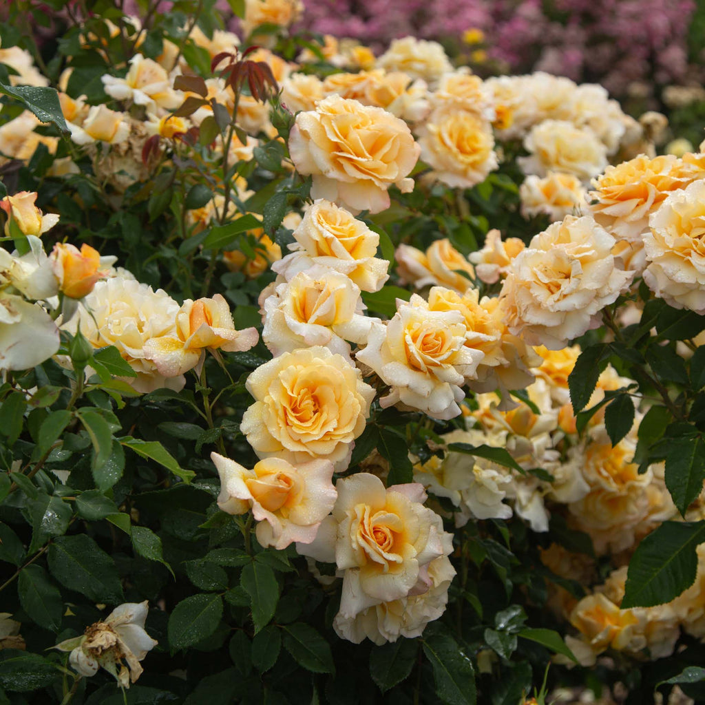 Eleganza® Sunny Sky