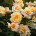 Eleganza® Sunny Sky
