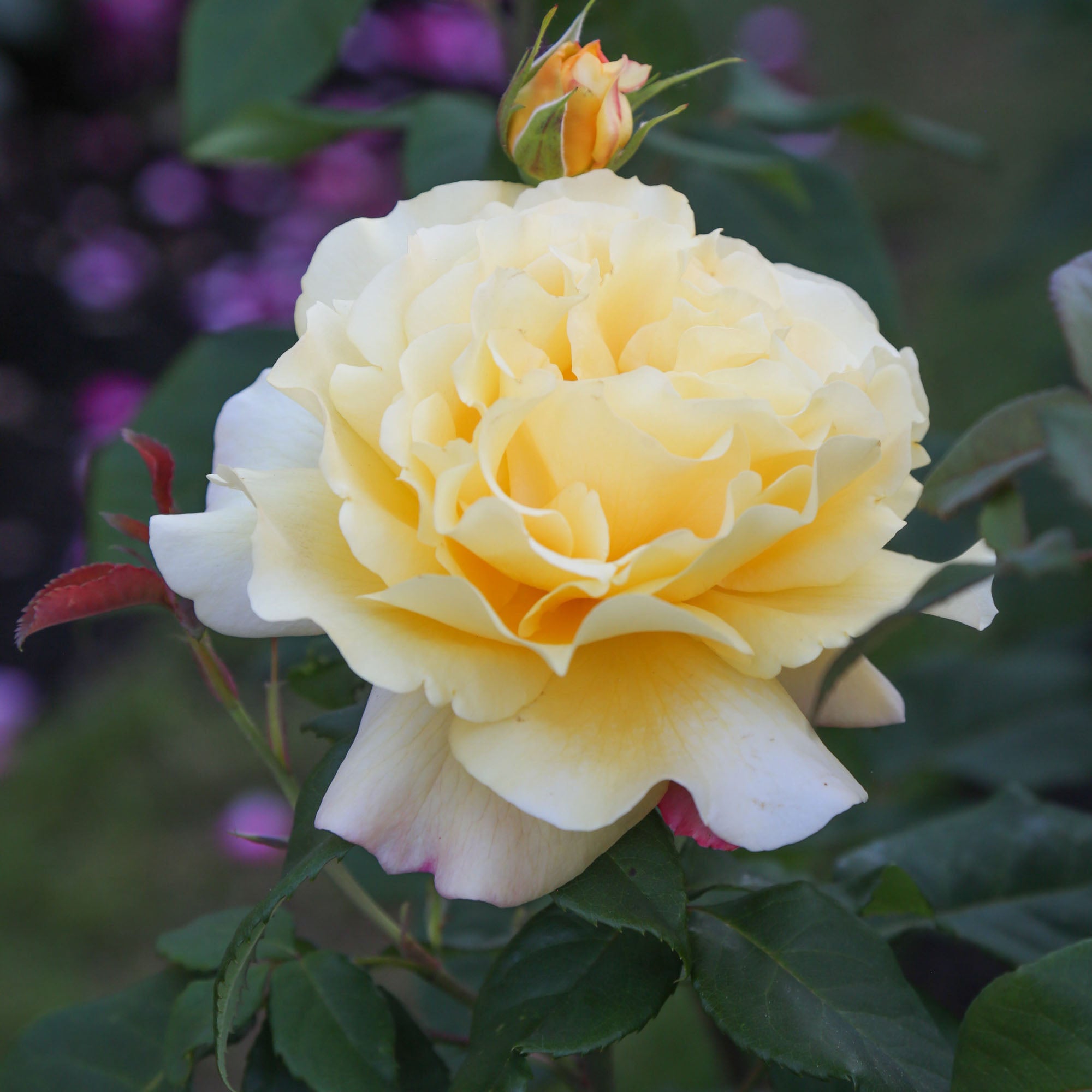Eleganza® Sunny Sky