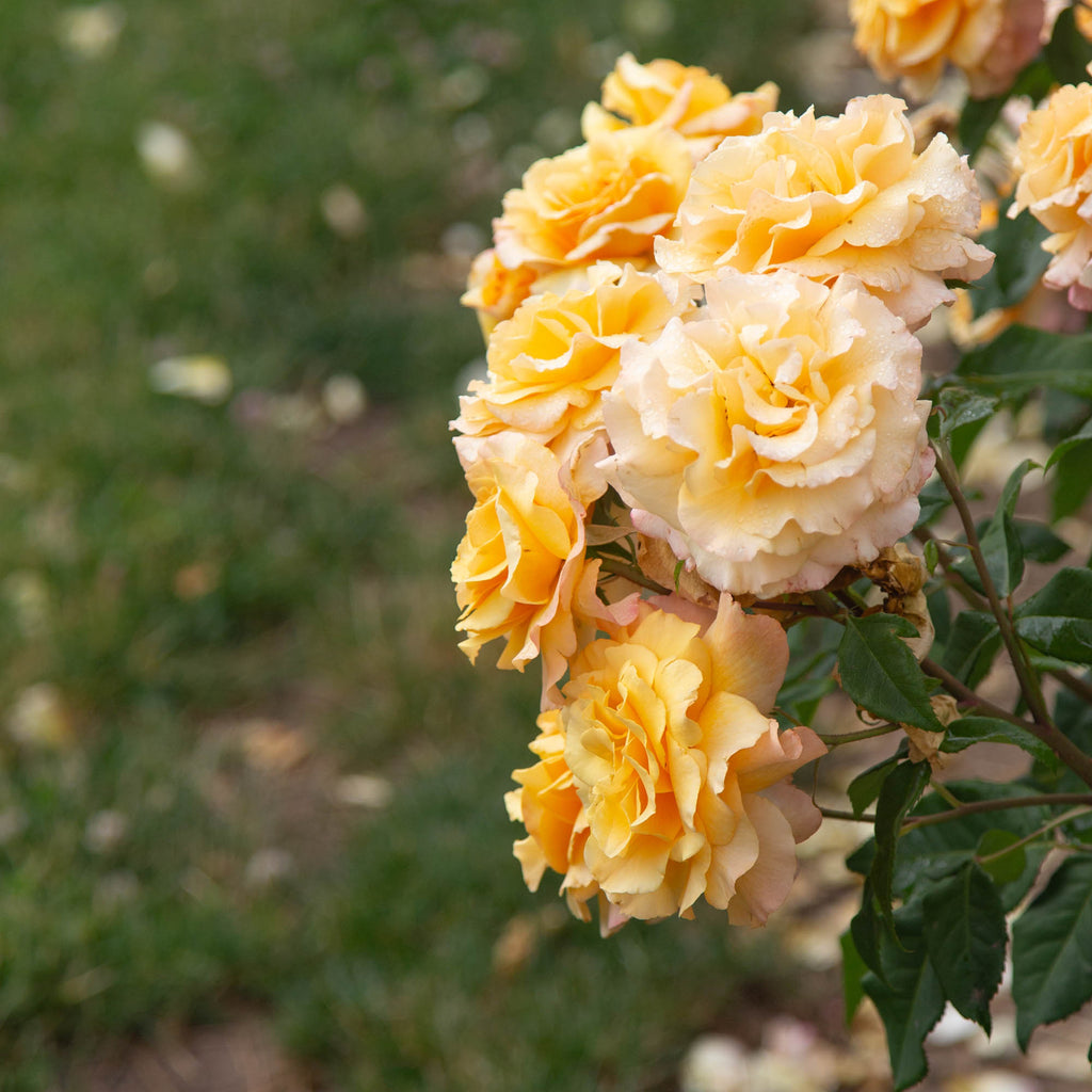 Eleganza® Sunny Sky