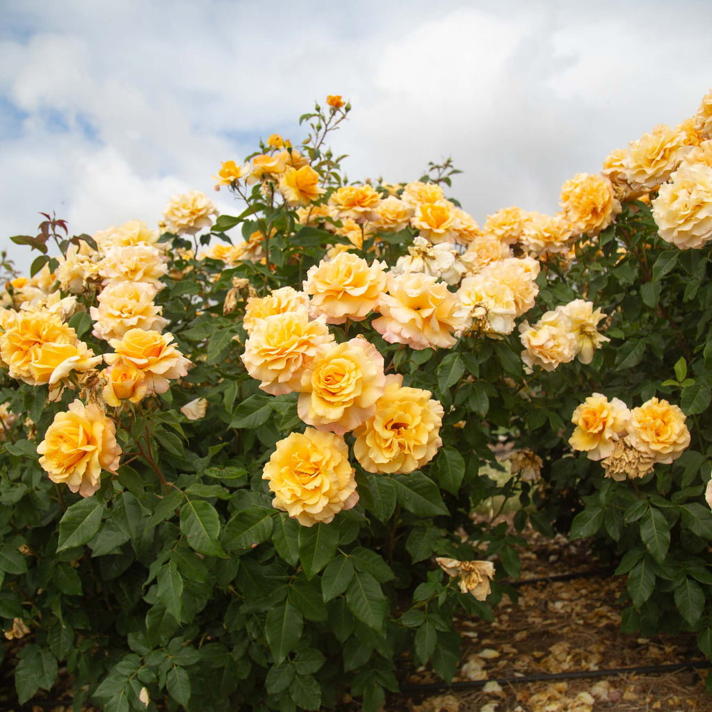 Eleganza® Sunny Sky