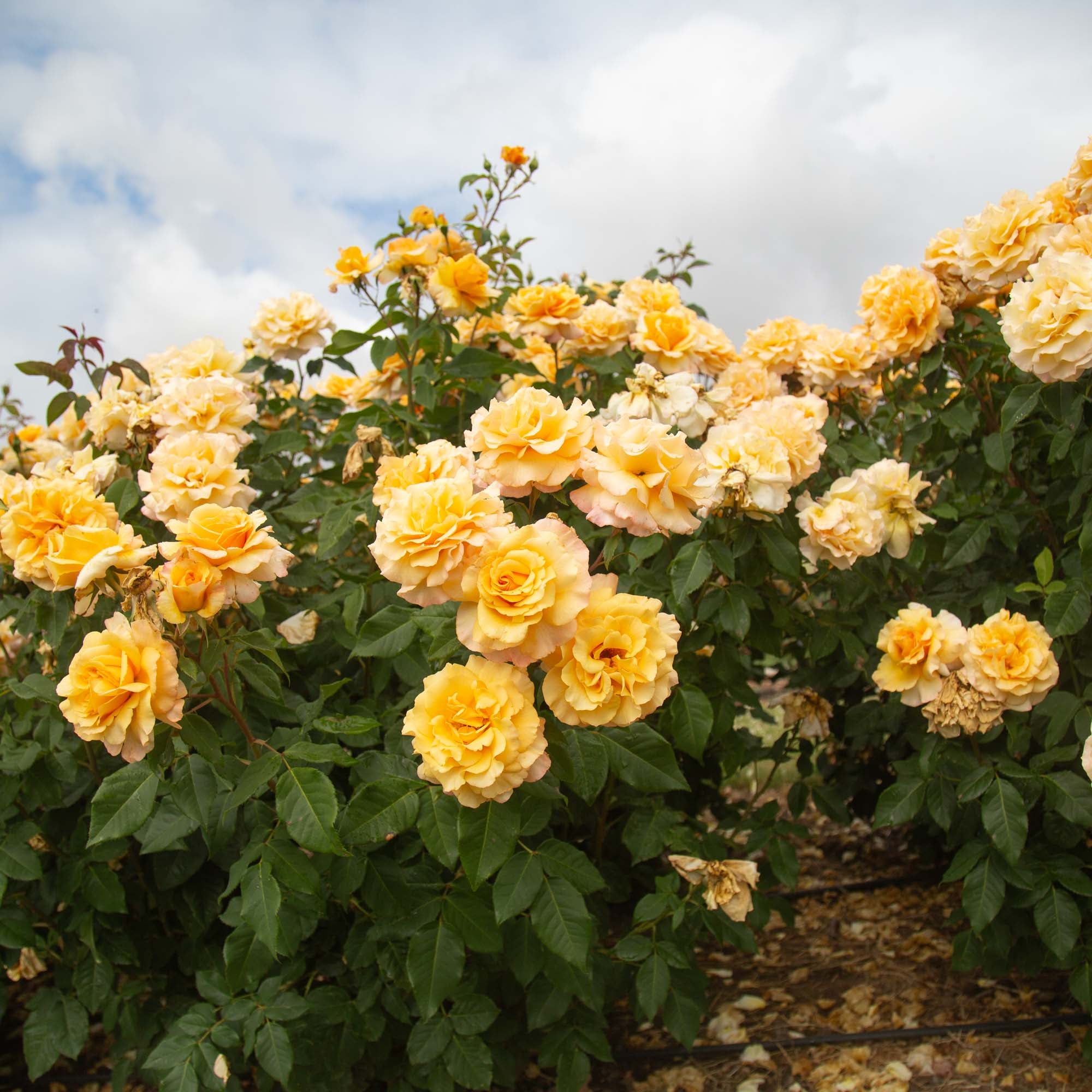 Eleganza® Sunny Sky