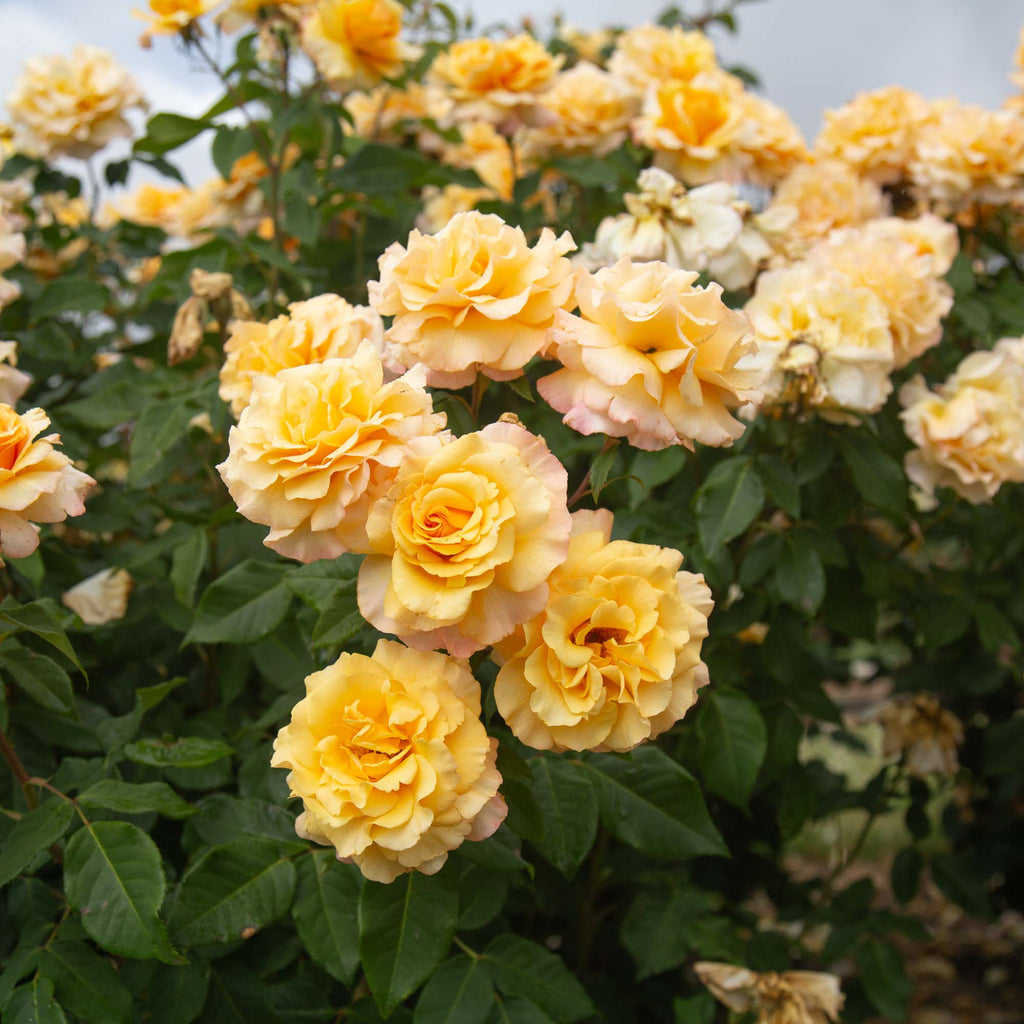 Eleganza® Sunny Sky