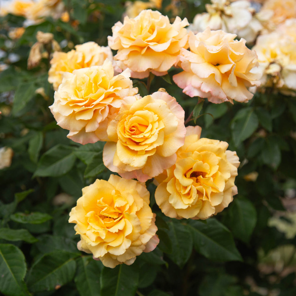 Eleganza® Sunny Sky