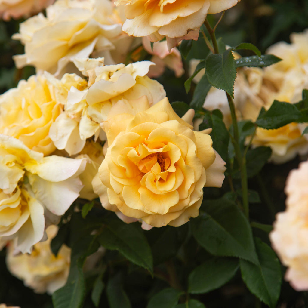 Eleganza® Sunny Sky