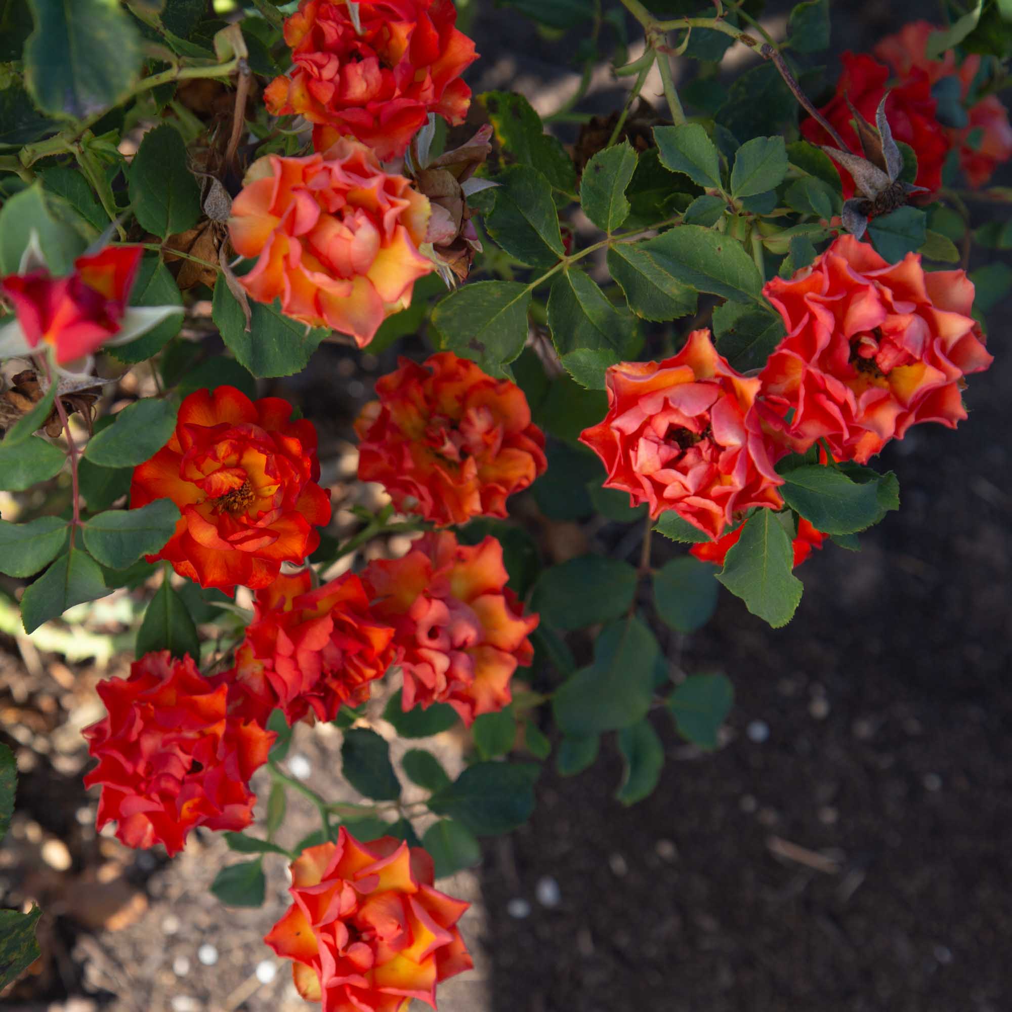 Sunrise At Heirloom™