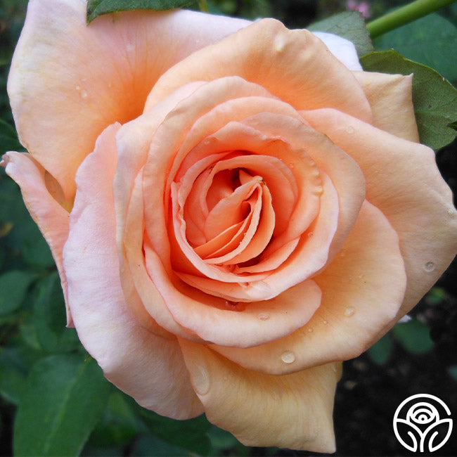 Sunset Celebration – Heirloom Roses