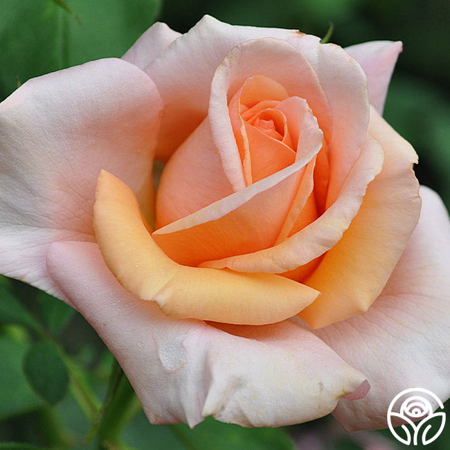Sunset Celebration – Heirloom Roses