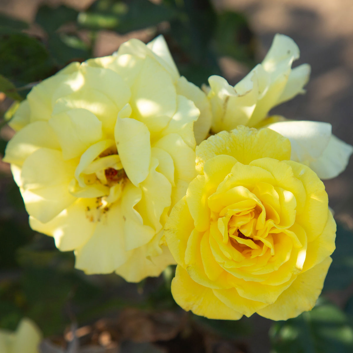 Sunsprite | Yellow Floribunda Rose Bush – Heirloom