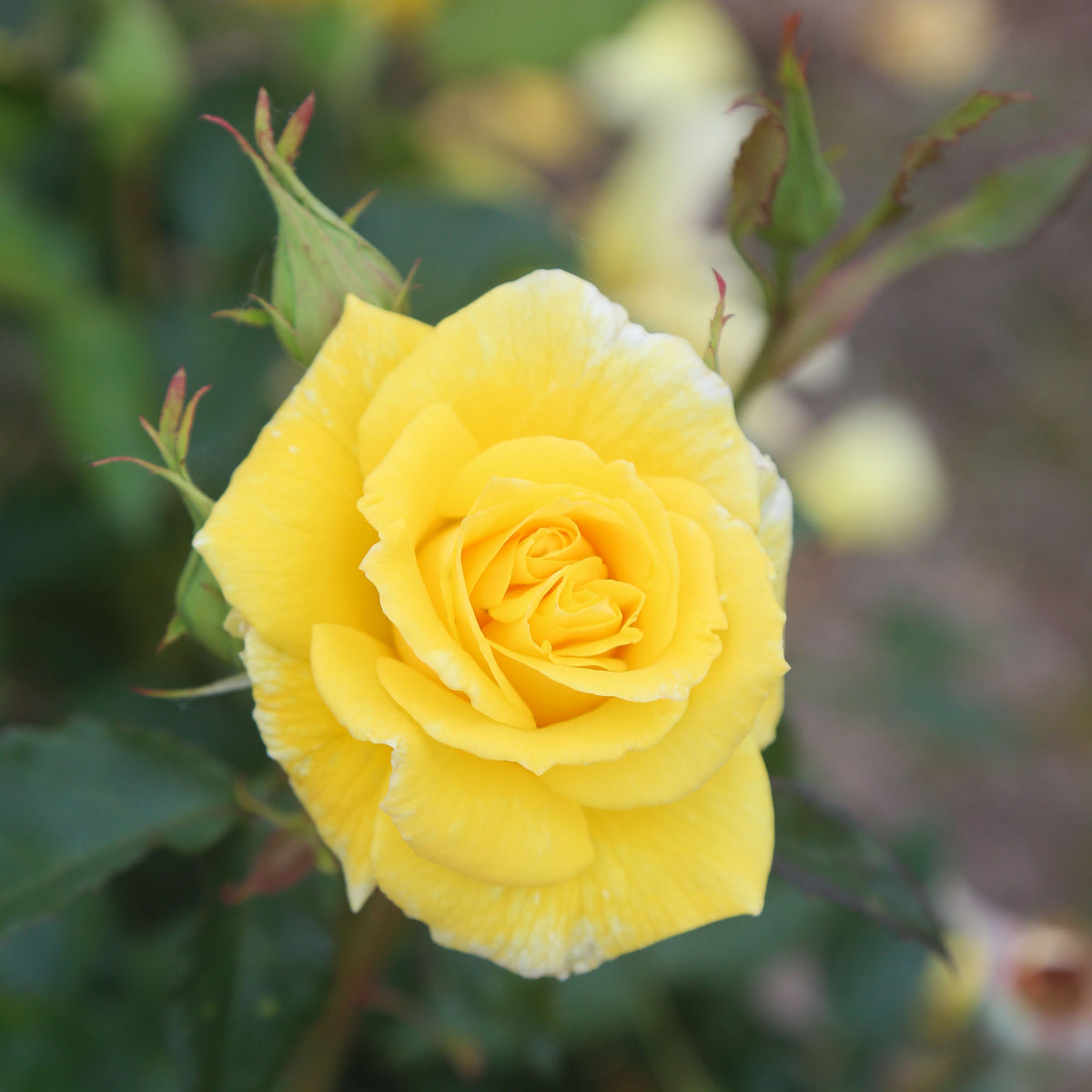Sunsprite | Yellow Floribunda Rose Bush – Heirloom