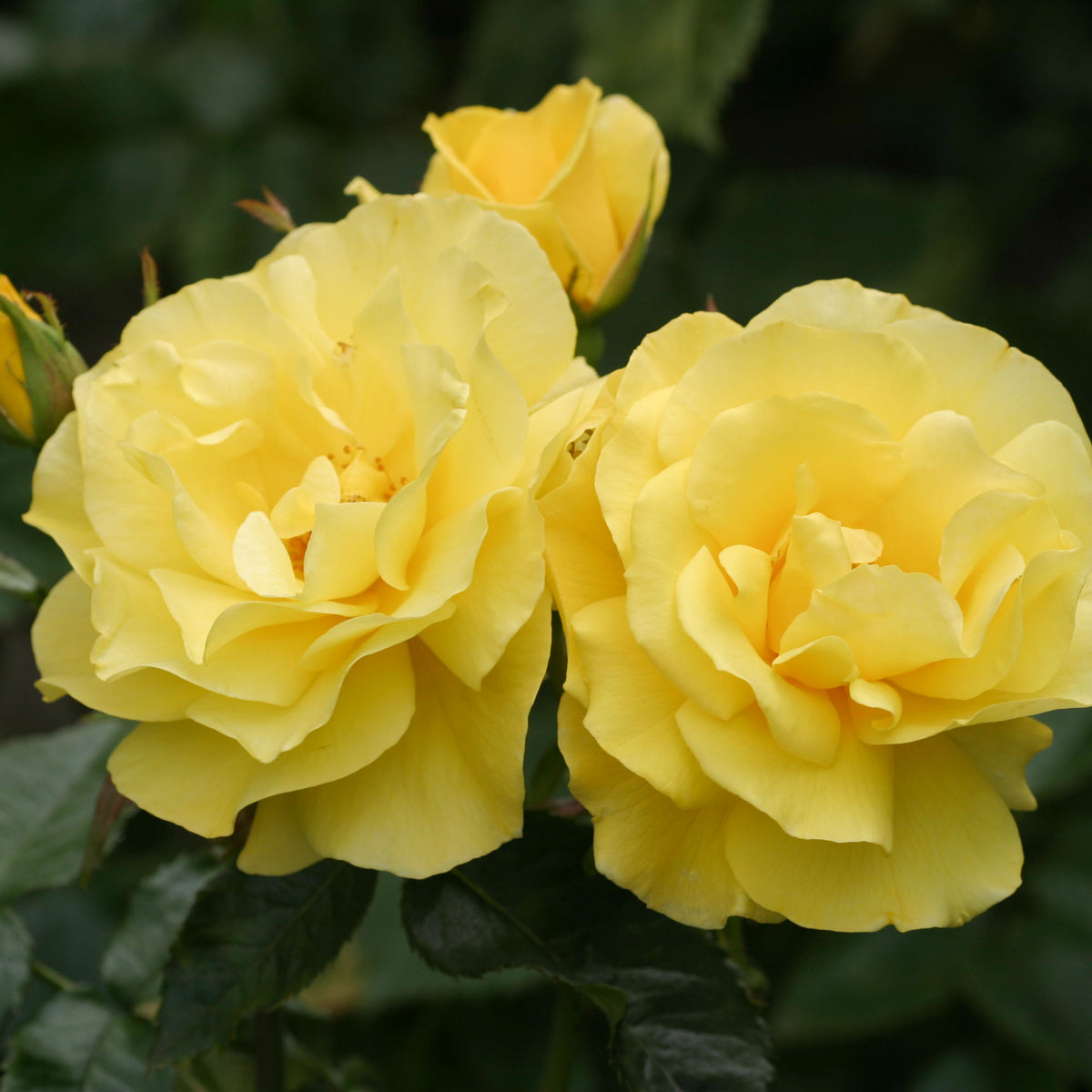 Sunsprite | Yellow Floribunda Rose Bush – Heirloom