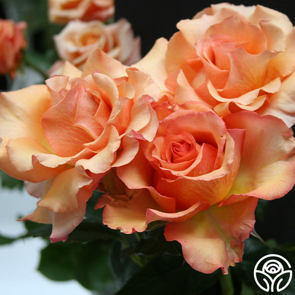 Sunstruck – Heirloom