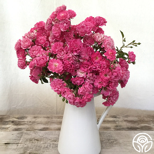 ローズ Super Excelsa Rambling Rose | Red Rose Bush – Heirloom Roses