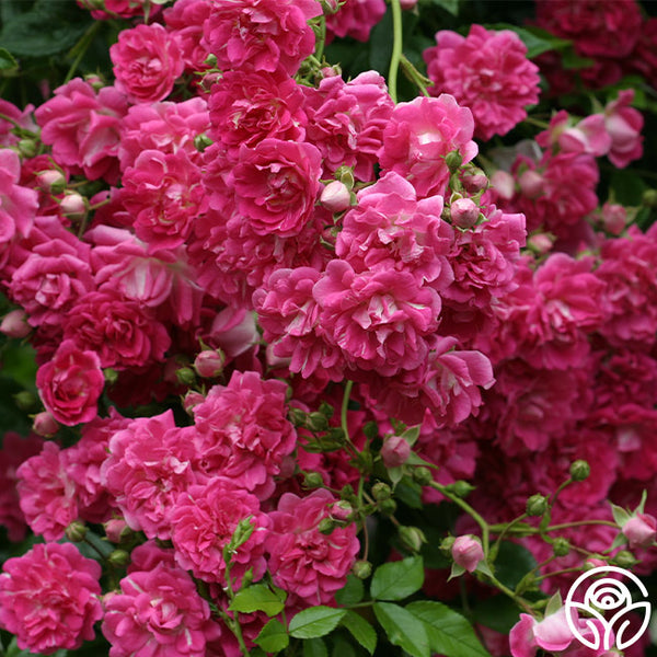 Super Excelsa Rambling Rose | Red Rose Bush – Heirloom