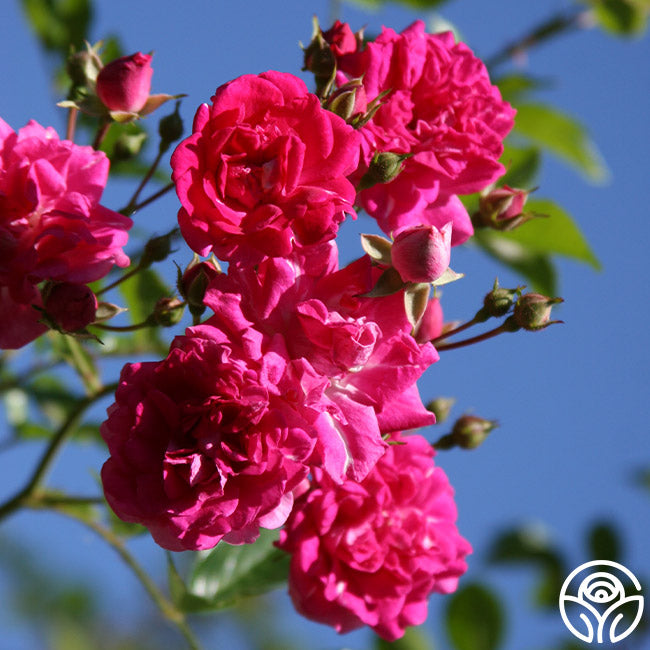 Super Excelsa Rambling Rose | Red Rose Bush – Heirloom Roses