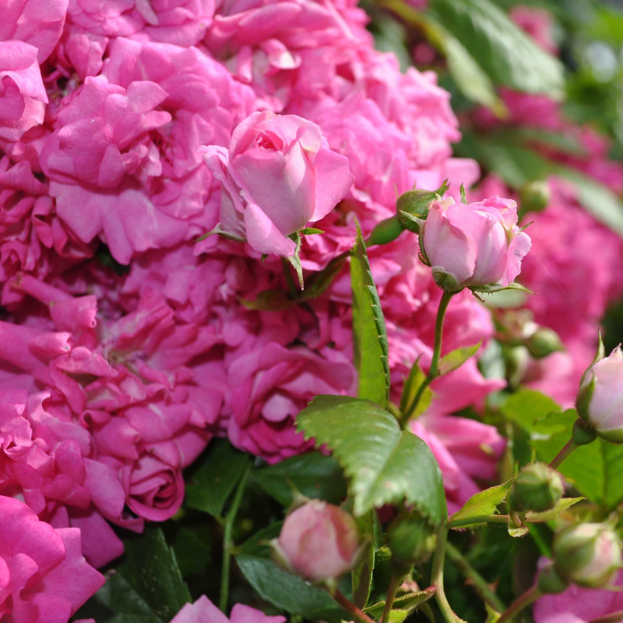 Rosé様 Super Dorothy Rambling Rose | Pink Rose Plant – Heirloom