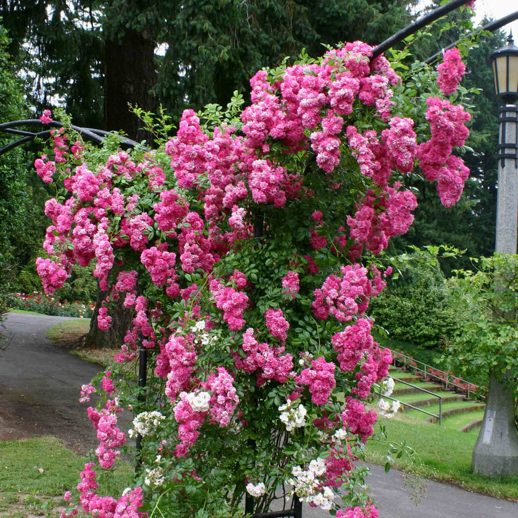Super Dorothy®
