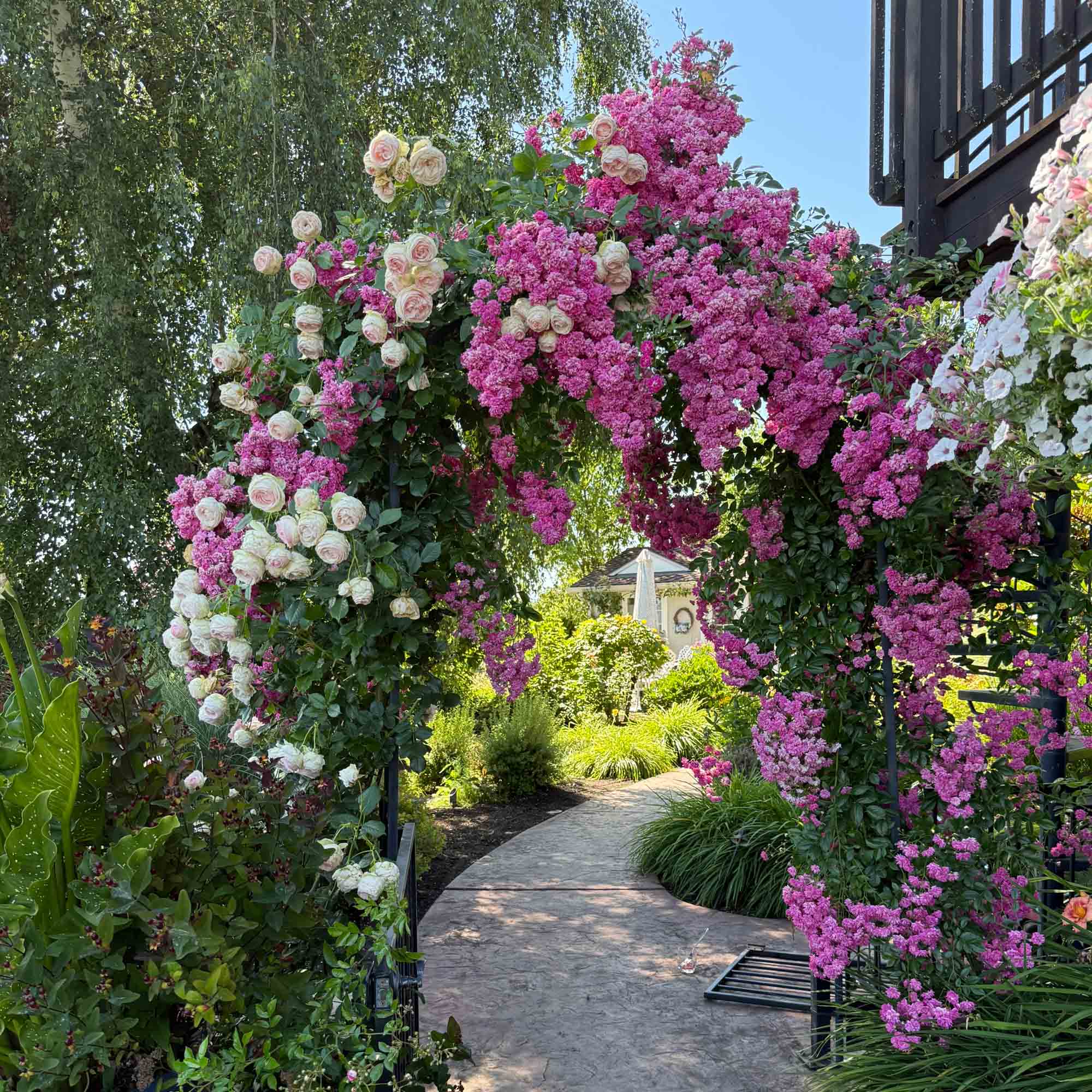 Super Dorothy Rambling Rose | Pink Rose Plant – Heirloom