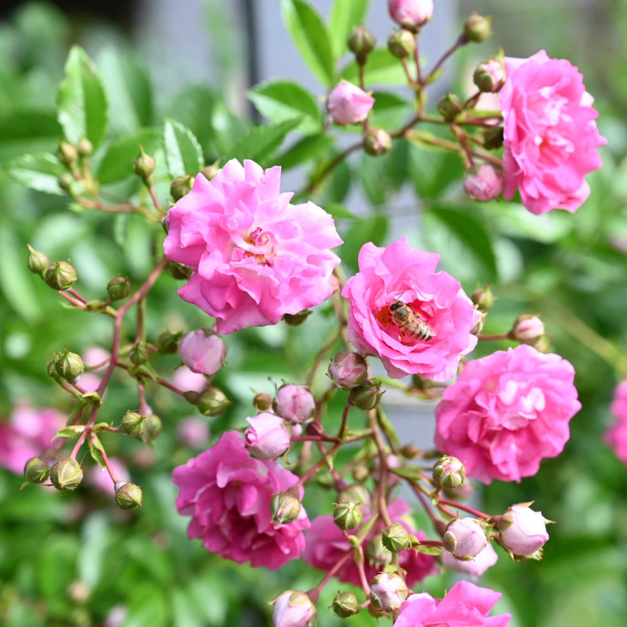 Super Dorothy Rambling Rose | Pink Rose Plant – Heirloom