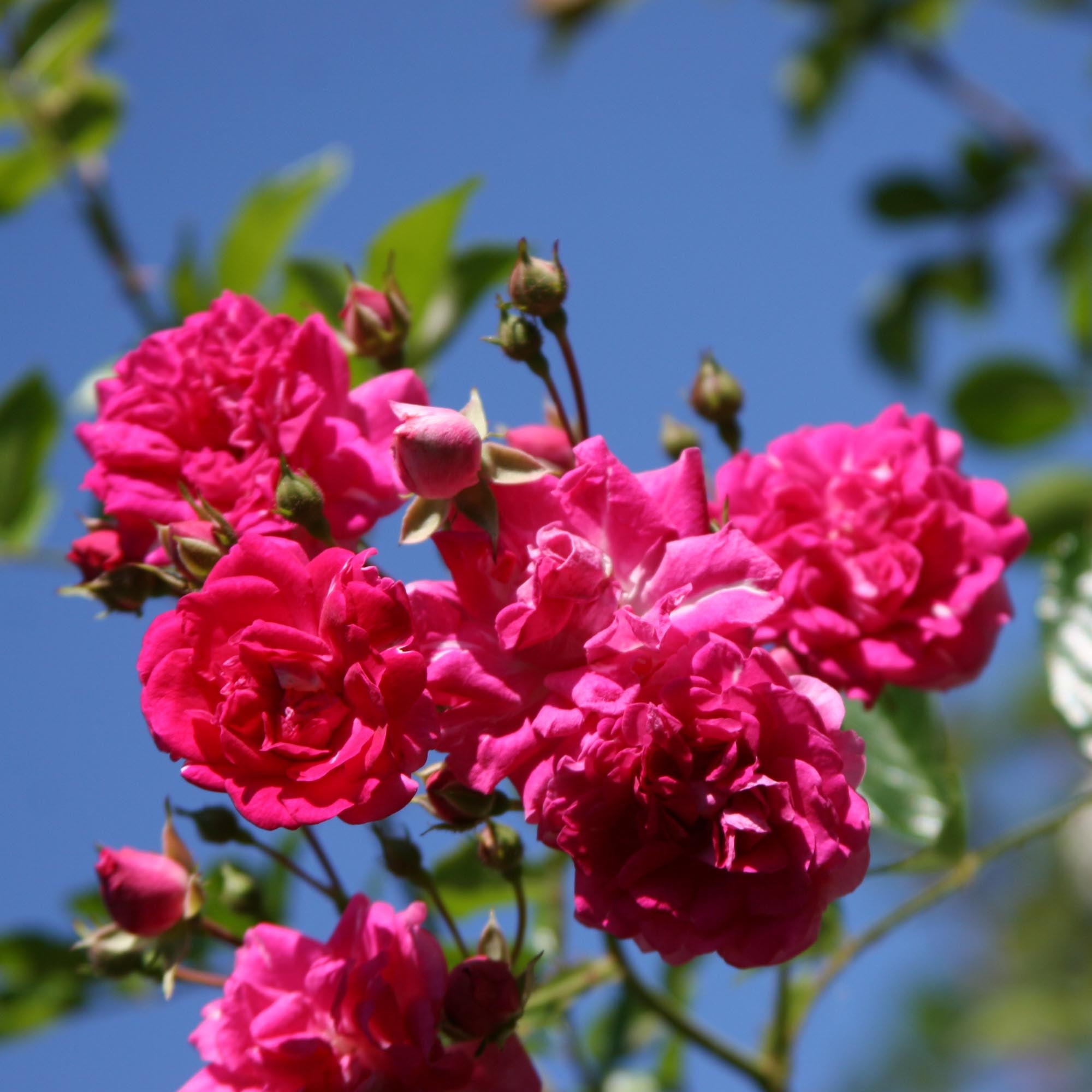 Super Excelsa Rambling Rose | Red Rose Bush – Heirloom