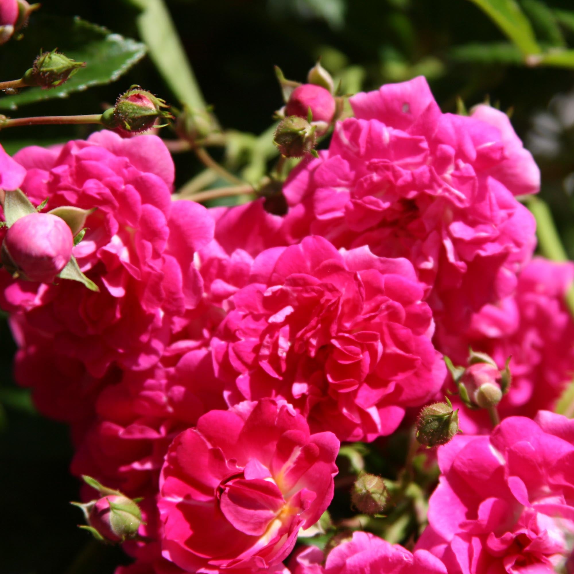 Super Excelsa Rambling Rose | Red Rose Bush – Heirloom