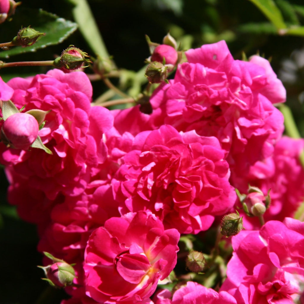 Super Excelsa
