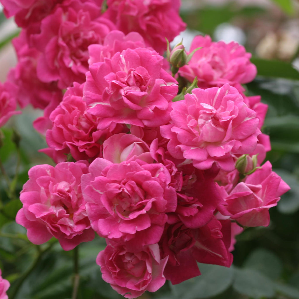 Super Excelsa