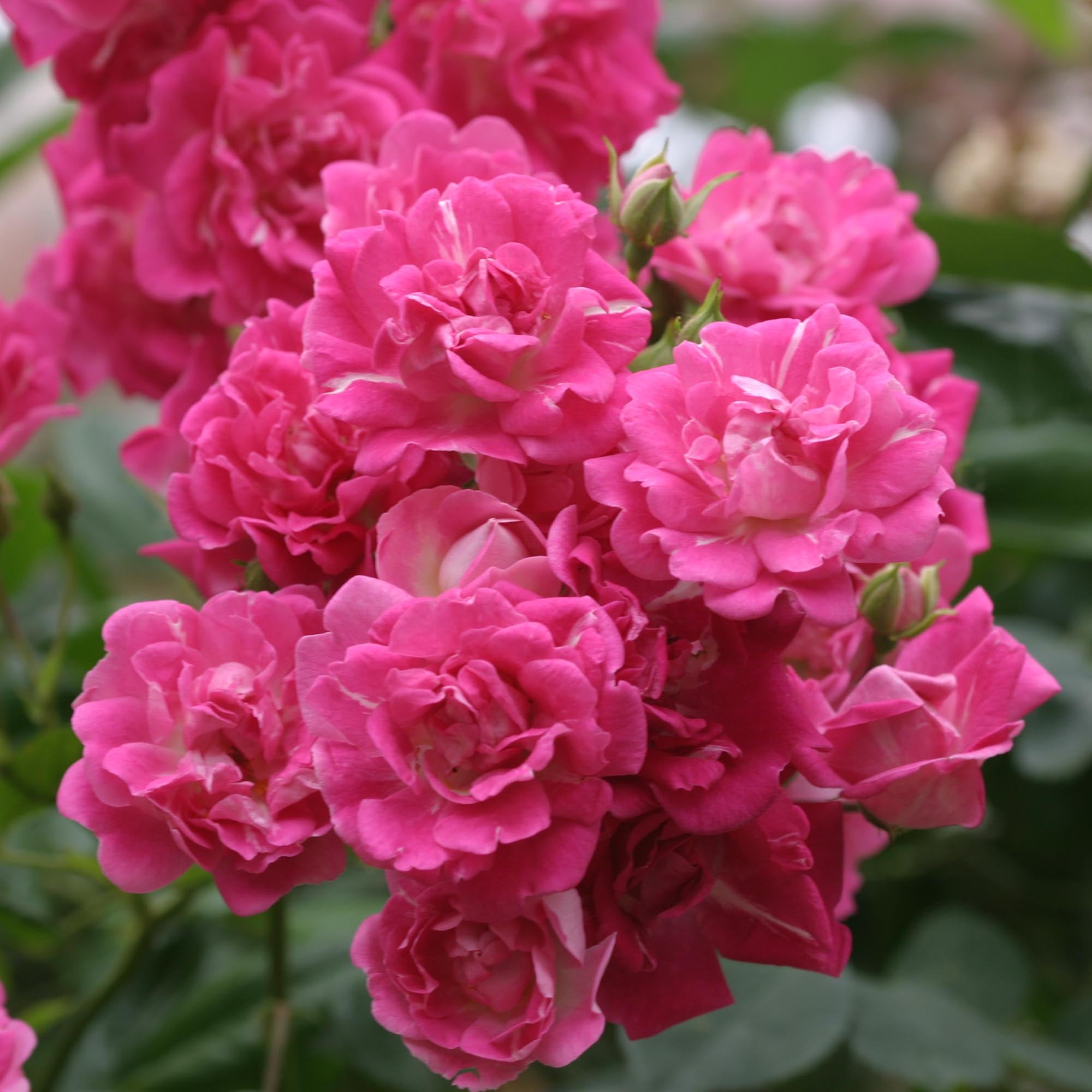 Super Excelsa