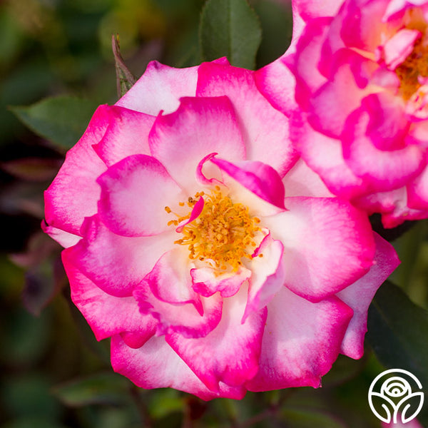 Sweet-Caroline-1_grande.jpg?v=