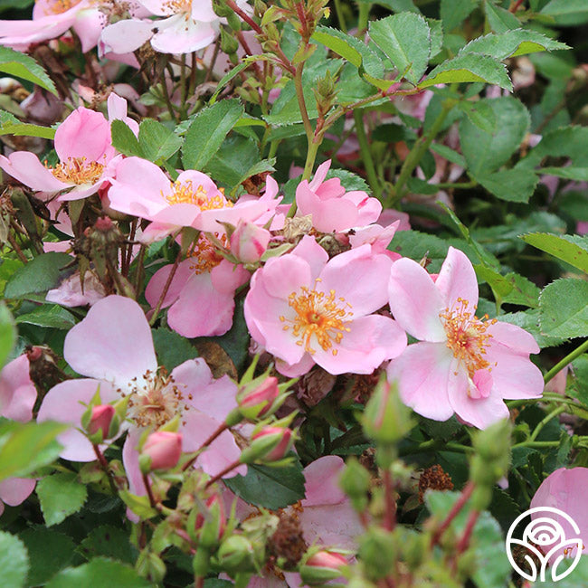 Sweet Haze Shrub Rose | Pink Rose Plant – Heirloom Roses