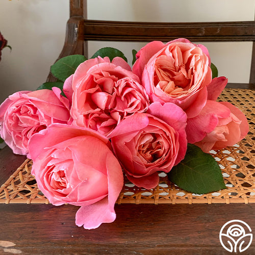mademoiselle la rose cigarette Heirloom Roses Live Hybrid Tea