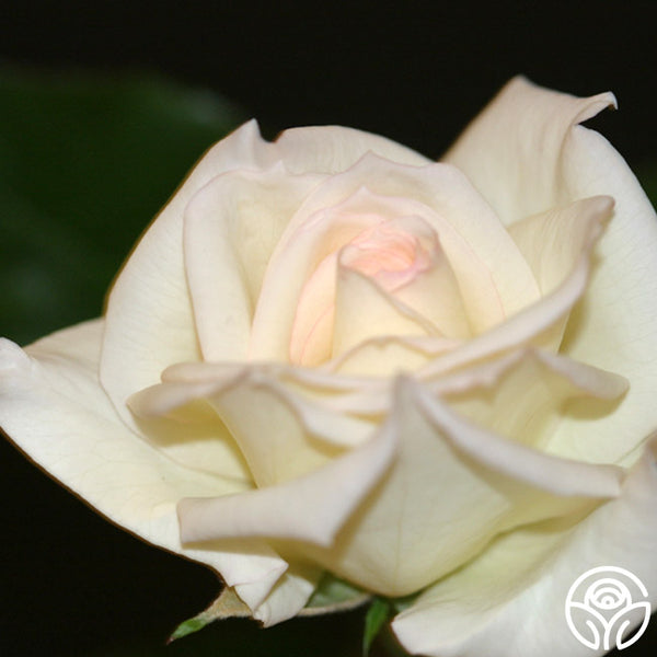 Sweet Melody – Heirloom
