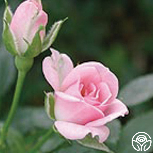 Sweet Sue – Heirloom Roses