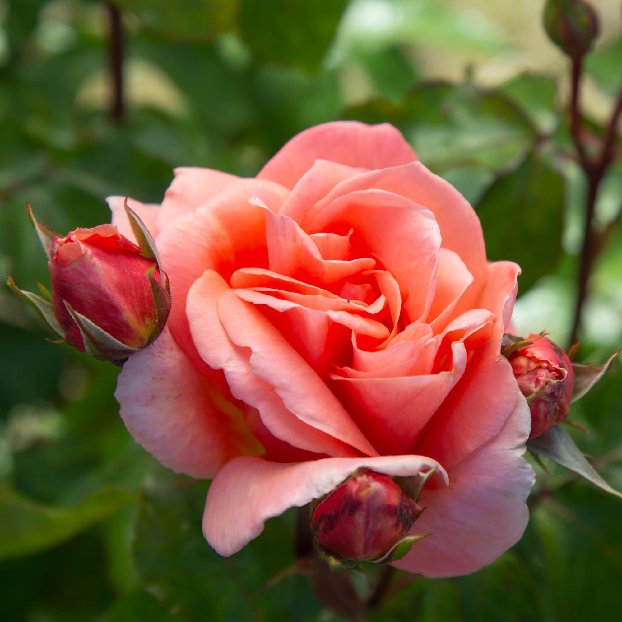 Sweet Fragrance
