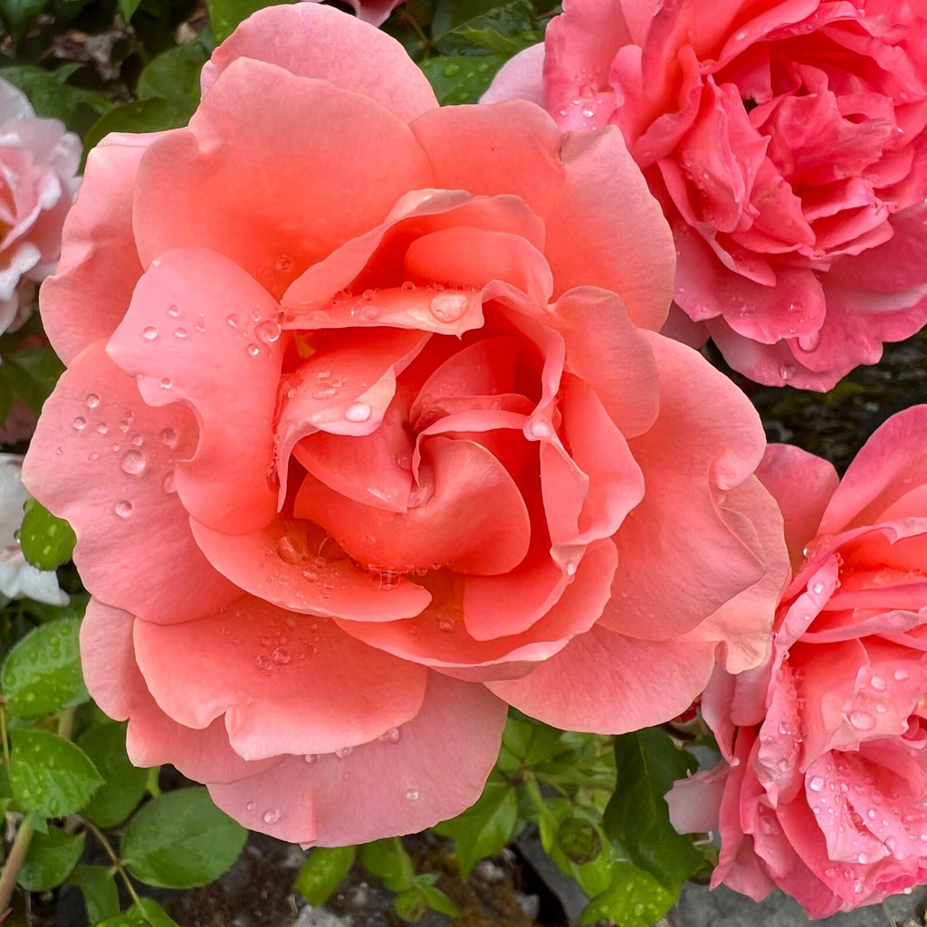 Sweet Fragrance