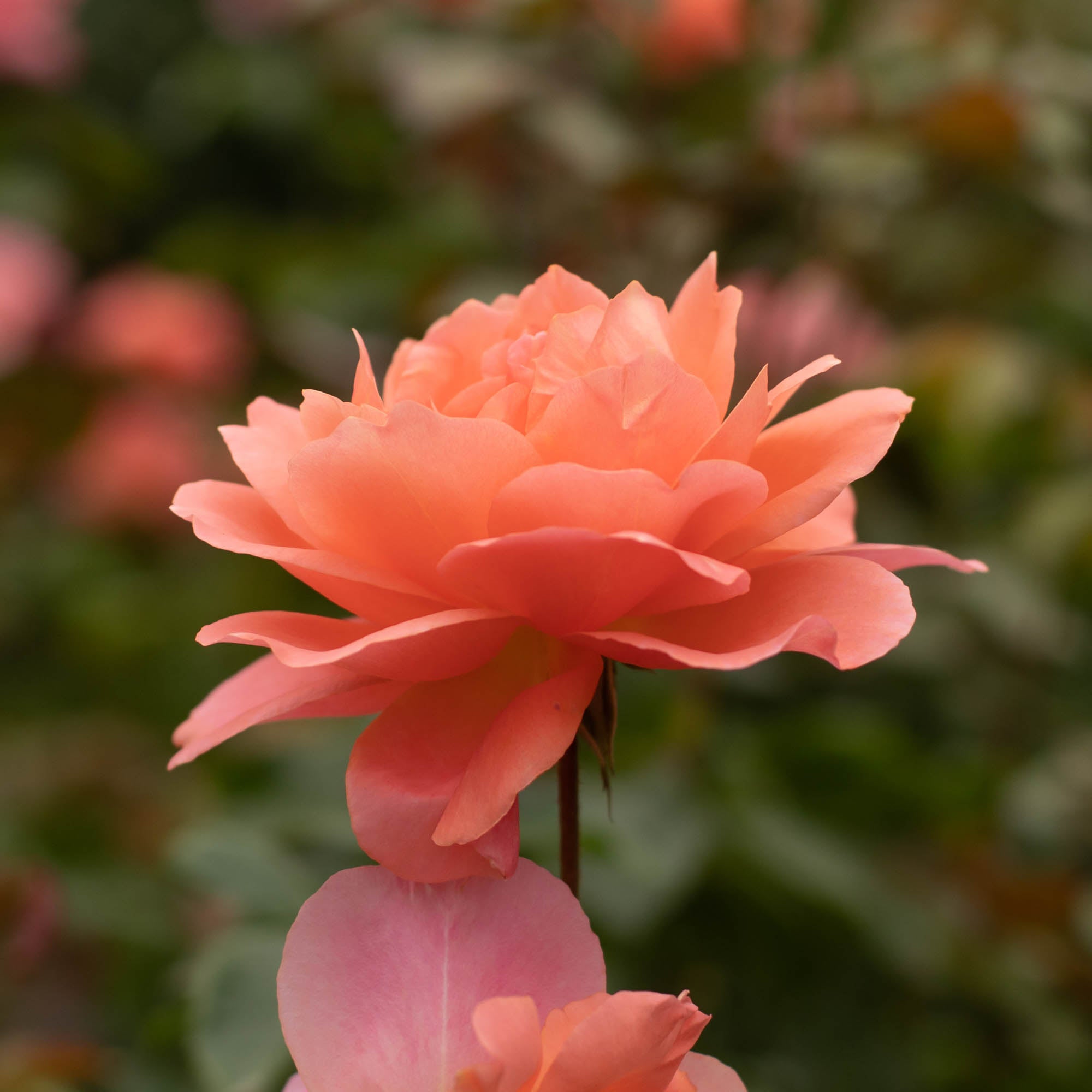 Sweet Fragrance