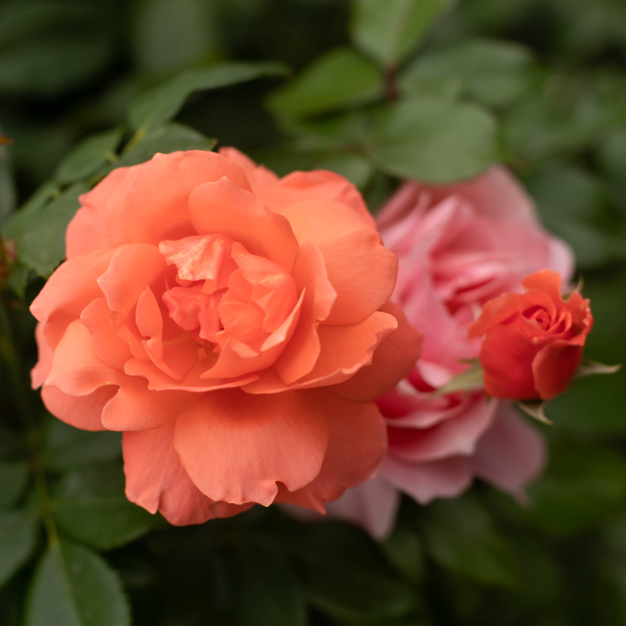Sweet Fragrance