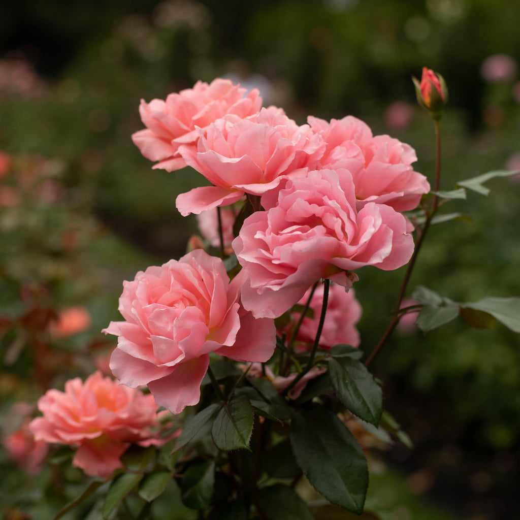 Sweet Fragrance