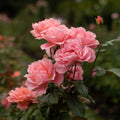 Sweet Fragrance