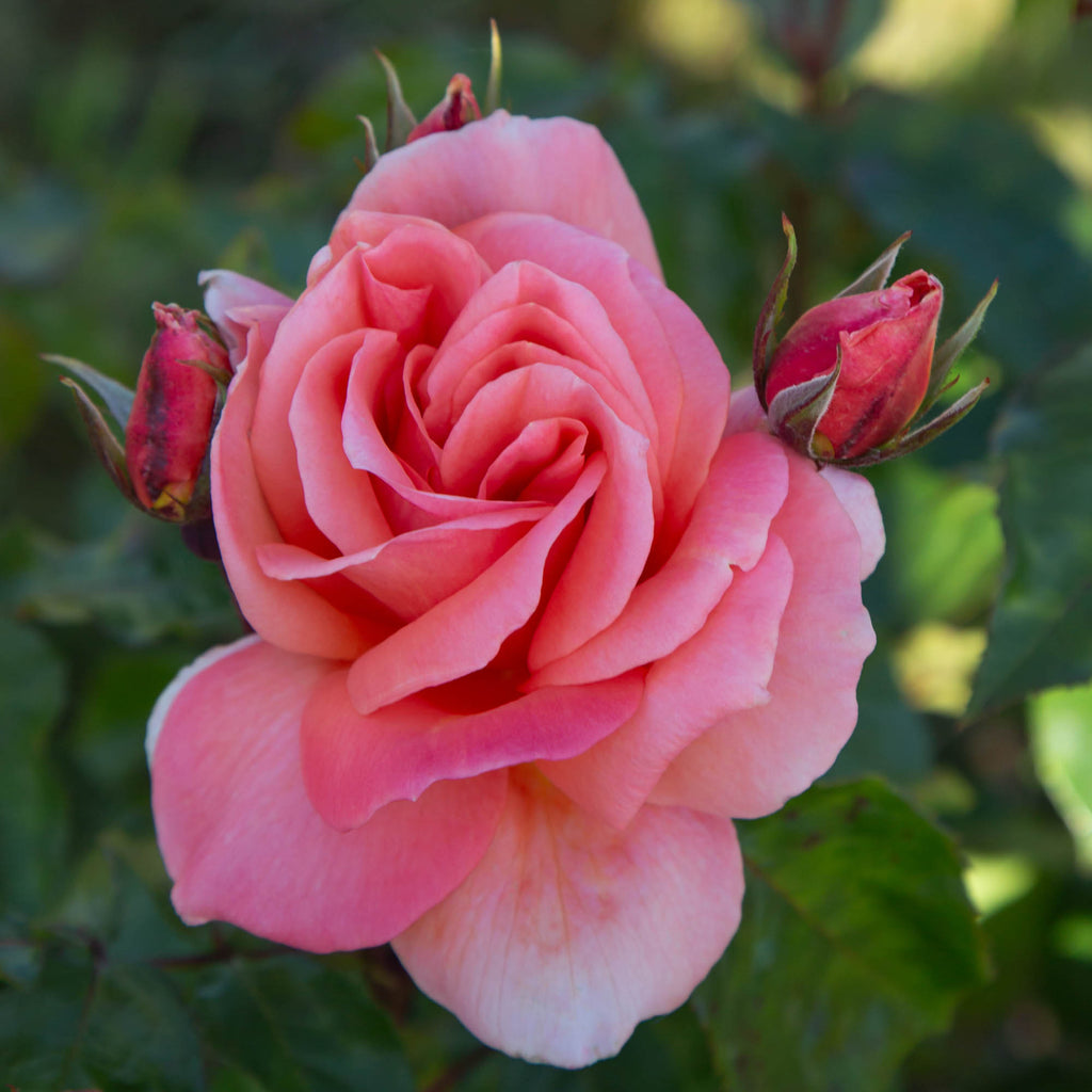 Sweet Fragrance
