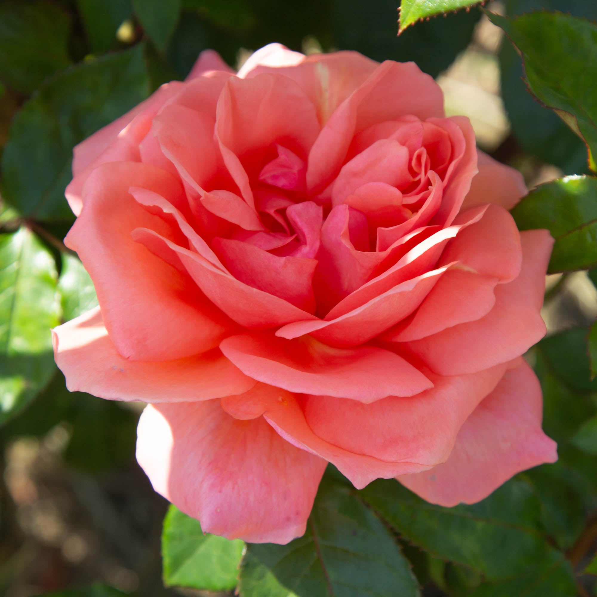 Sweet Fragrance