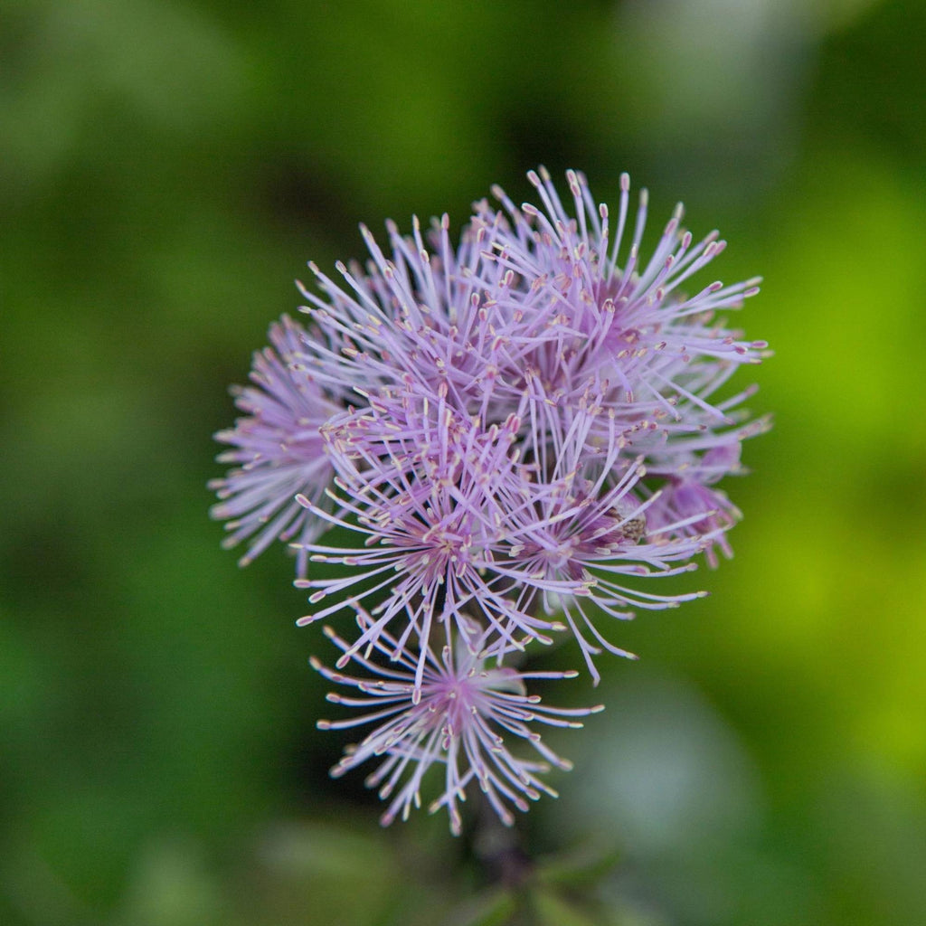 Nimbus™ Pink