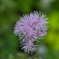 Nimbus™ Pink