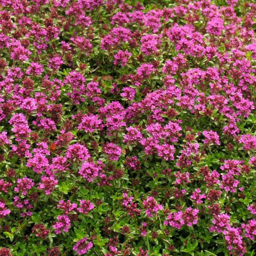 Red Creeping Thyme