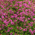 Red Creeping Thyme